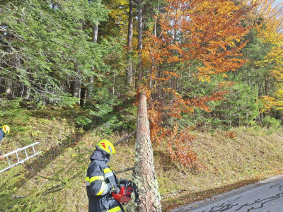 Baum über Straße | L 713